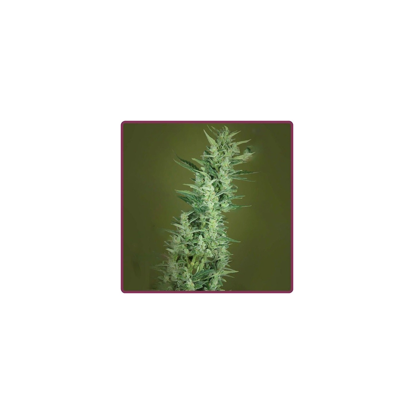 Elite 47 Autofloreciente Feminizada de Elite Seeds