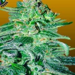 Amnesia Haze Autofloreciente Feminizada de Royal Queen