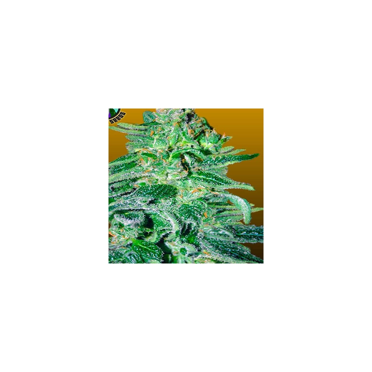 Amnesia Haze Autofloreciente Feminizada de Royal Queen