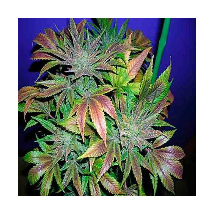 Blue Cheese Feminizada de Royal Queen