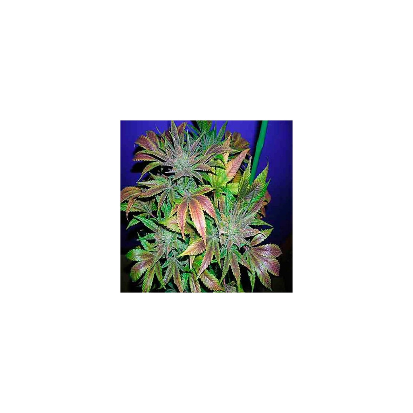 Blue Cheese Feminizada de Royal Queen