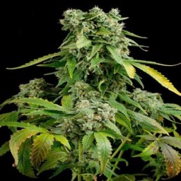 Blue Cheese Autofloreciente Feminizada de Royal Queen