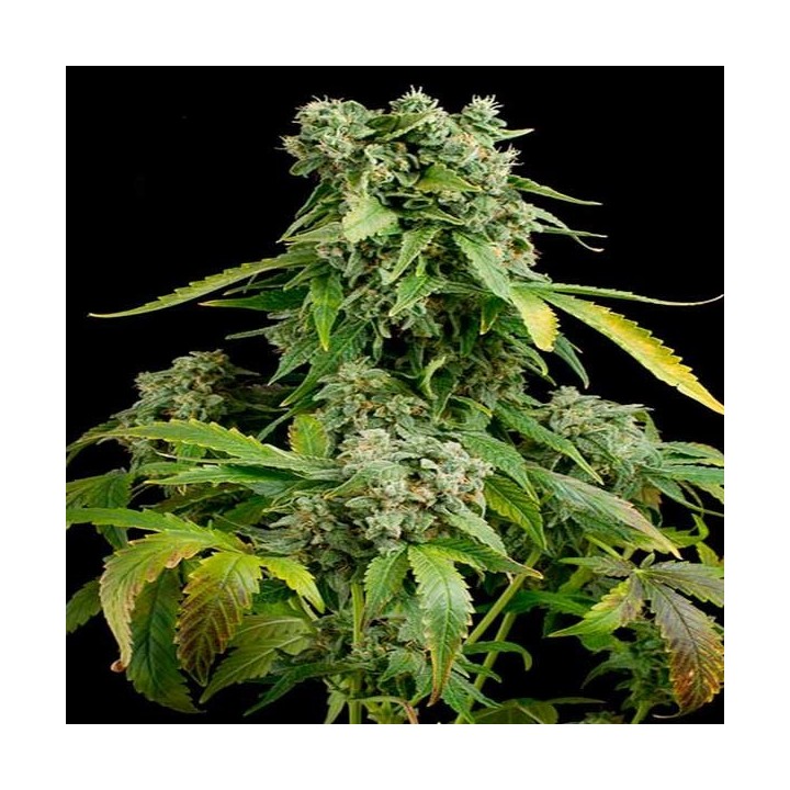 Blue Cheese Autofloreciente Feminizada de Royal Queen