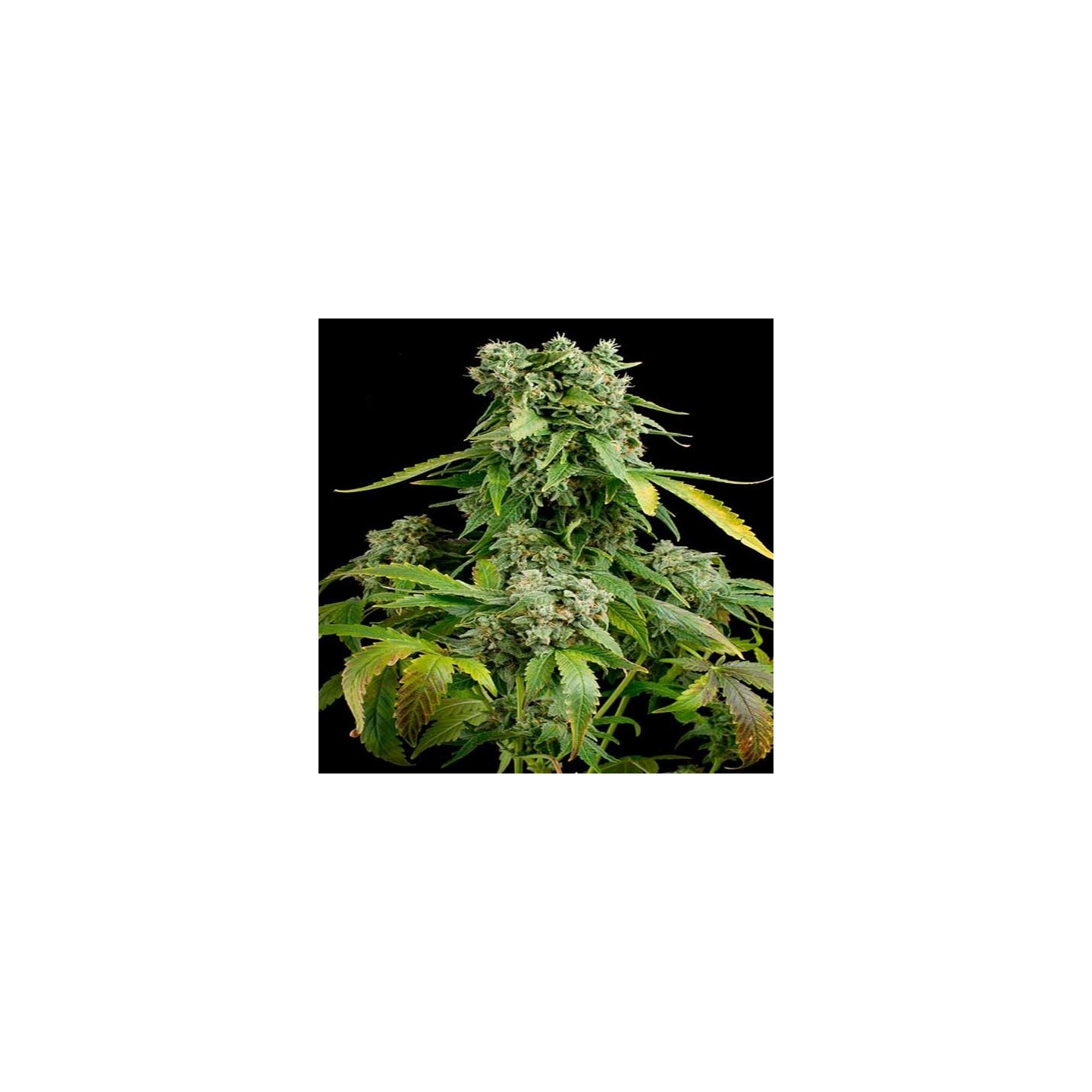 Blue Cheese Autofloreciente Feminizada de Royal Queen
