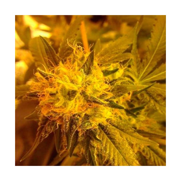 Bubble Gum XL Feminizada de Royal Queen
