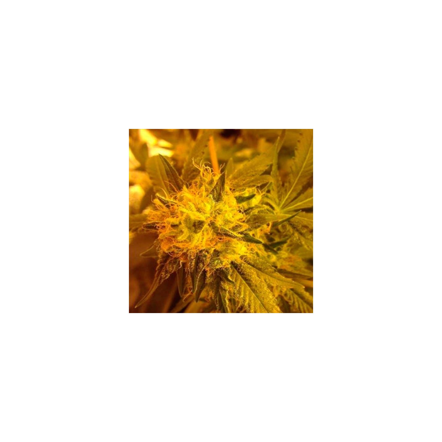 Bubble Gum XL Feminizada de Royal Queen