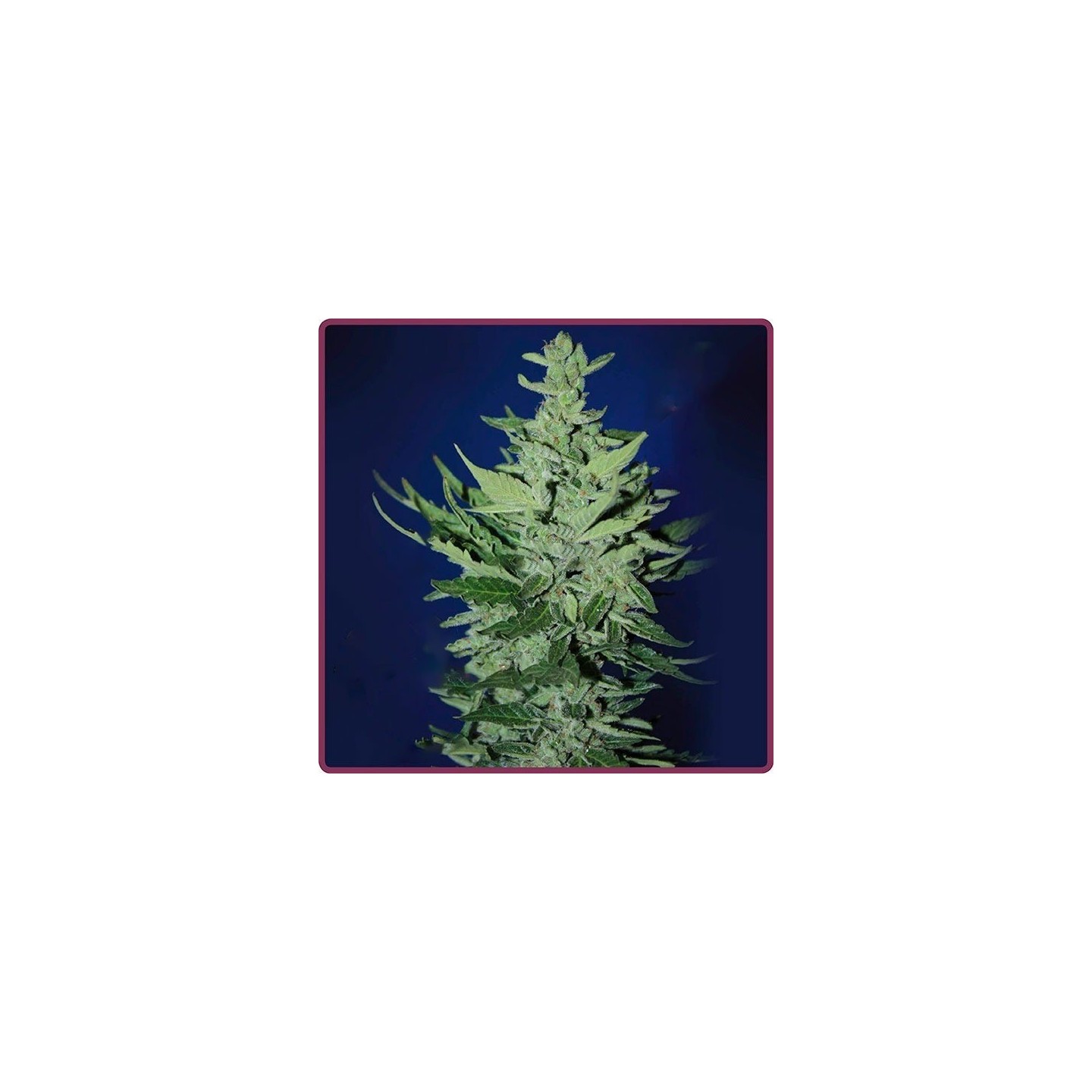 Goliat Autofloreciente Feminizada de Elite Seeds