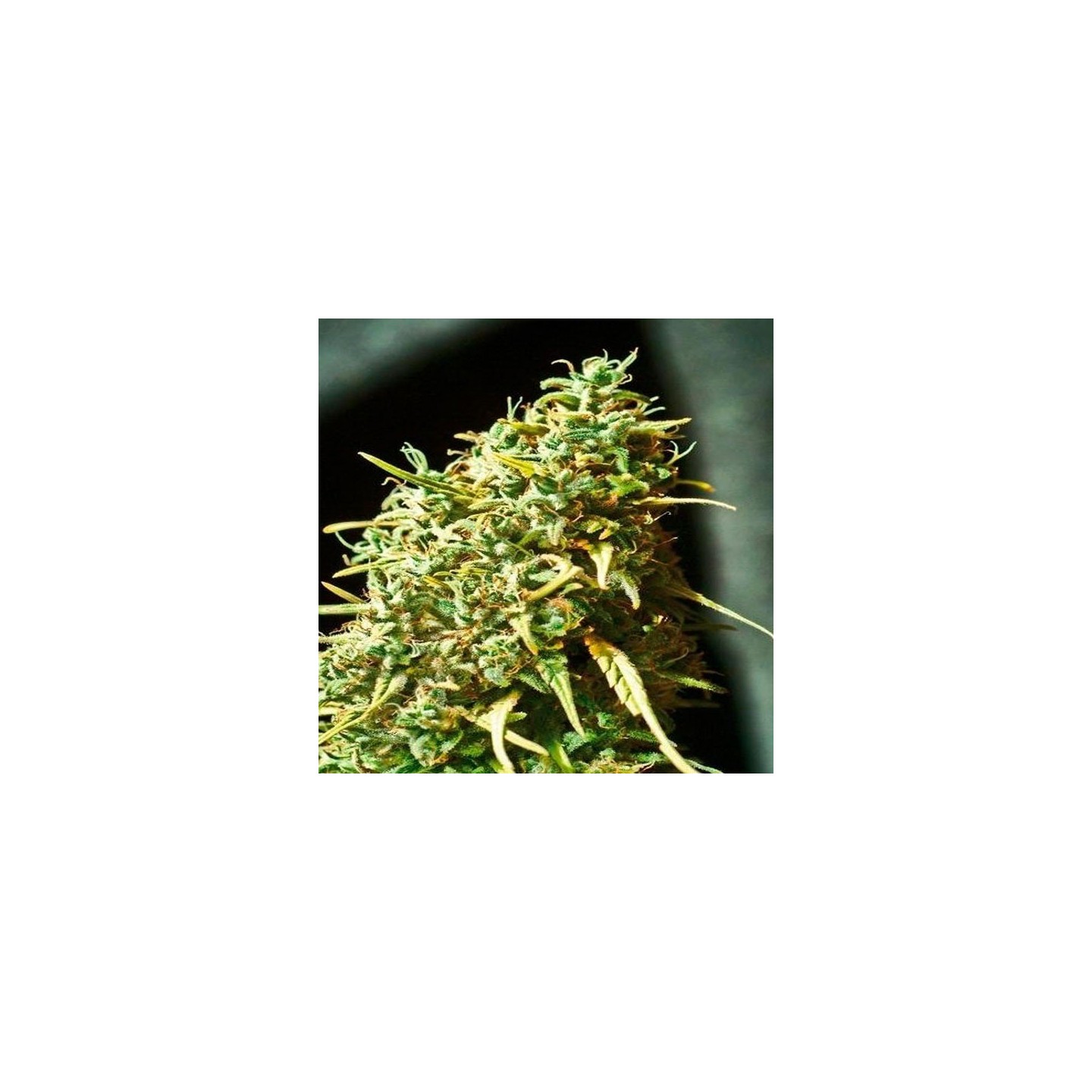 Juanita La Lagrimosa Feminizada de Elite Seeds