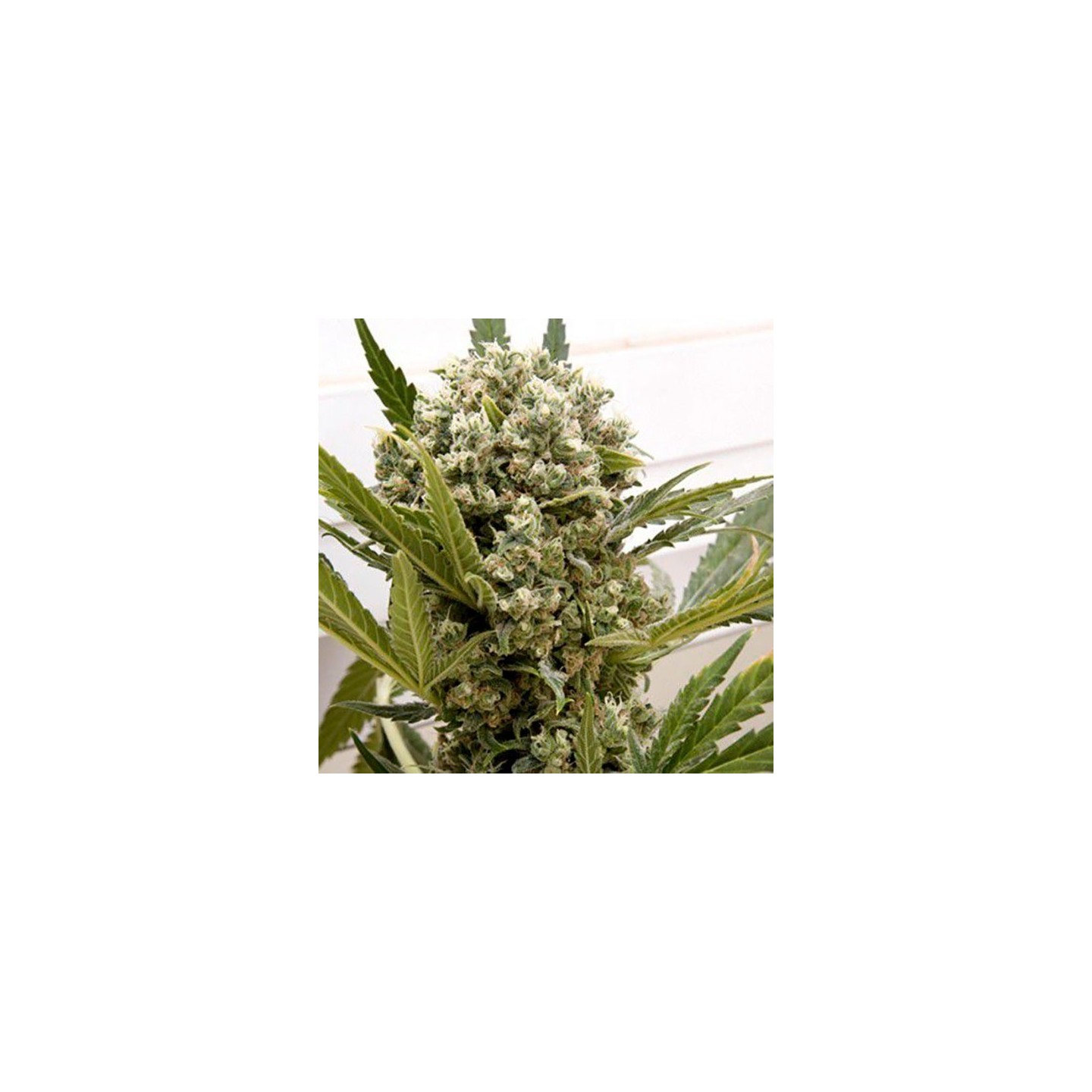 La Katana Feminizada de Elite Seeds