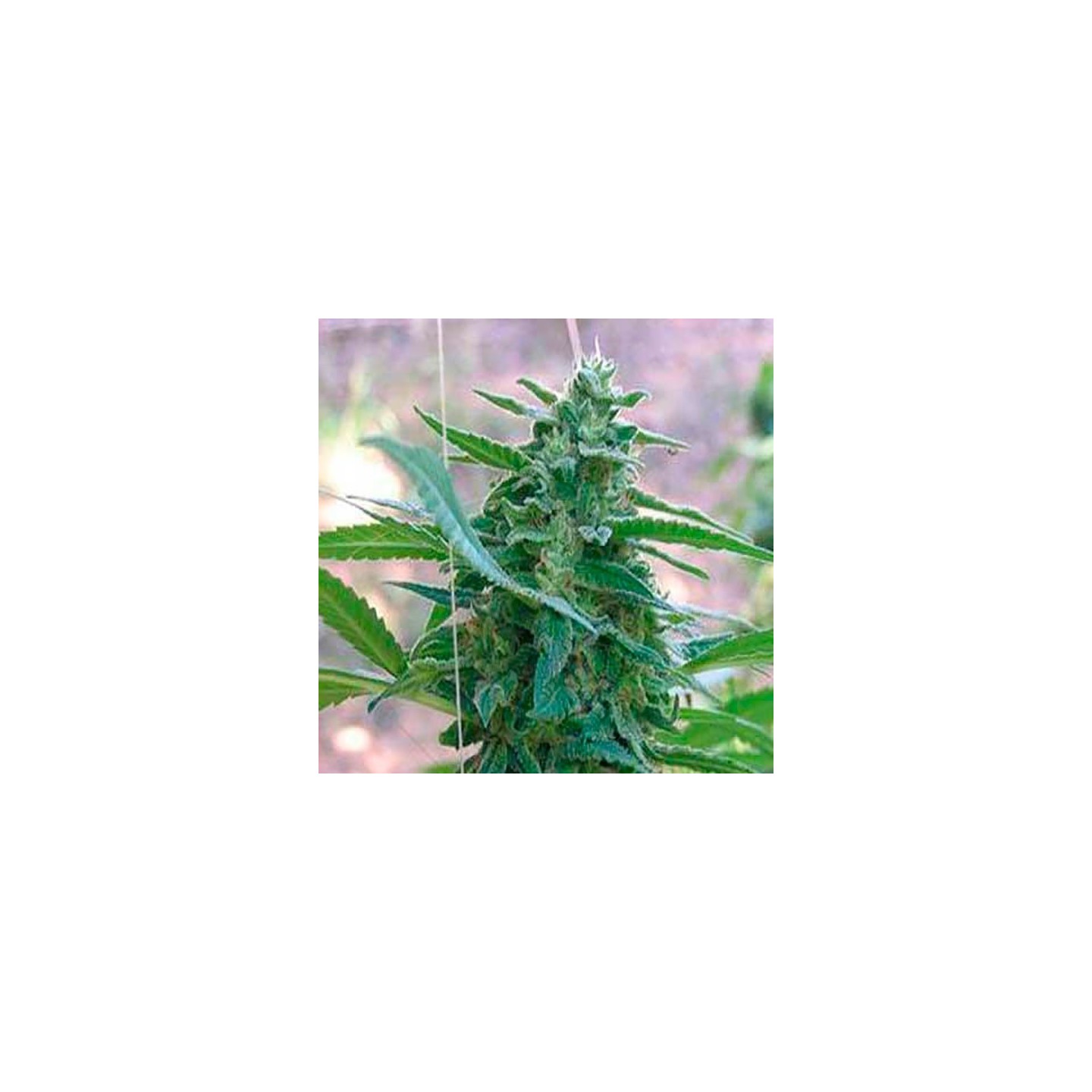 La Rica Feminizada de Elite Seeds