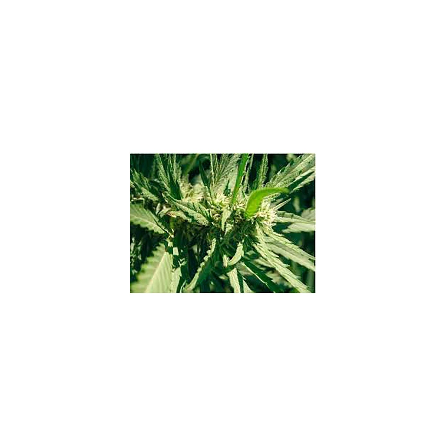 Llimonet Haze Feminizada de Elite Seeds