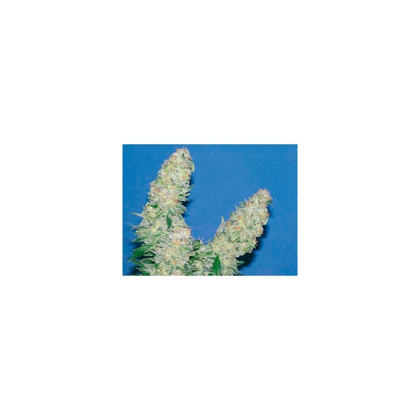 Mota Khan Afghana Feminizada de Elite Seeds