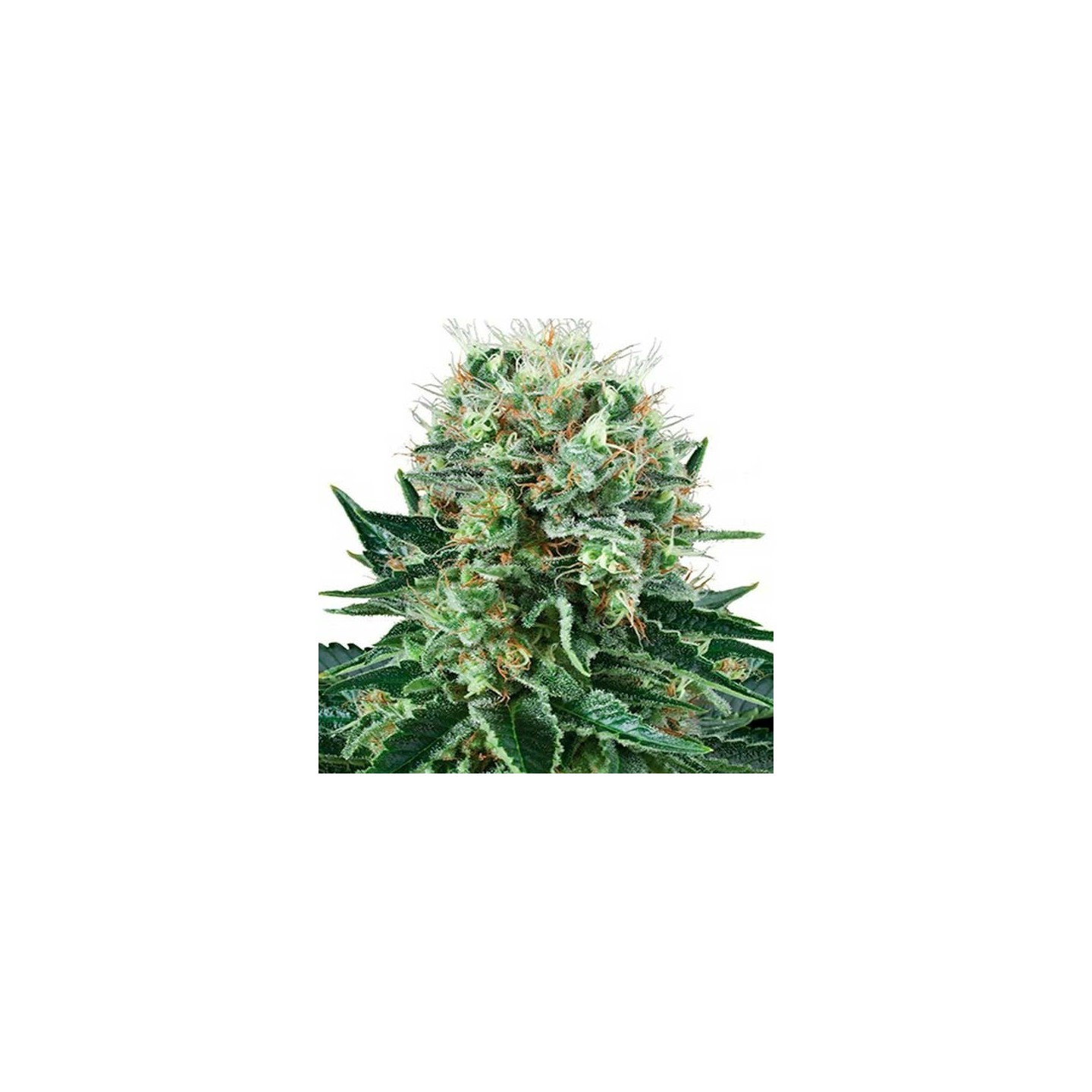 Bubble Kush Feminizada de Royal Queen