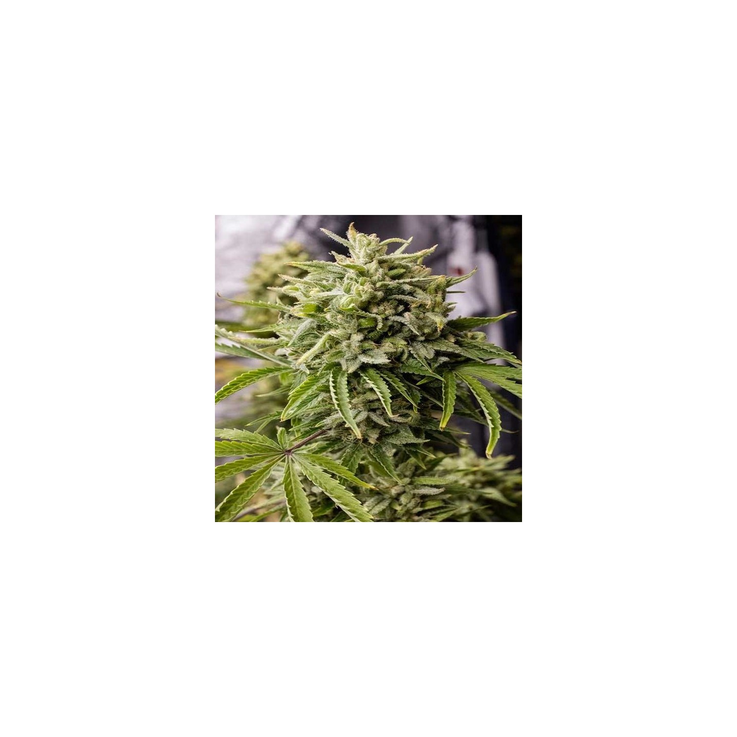 Bubble Kush Autofloreciente Feminizada de Royal Queen