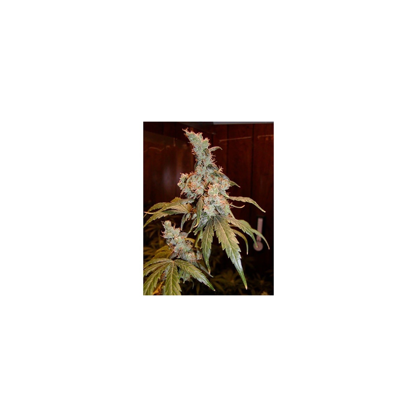 Afghan Haze Mr. Nice Regular de Mr. Nice