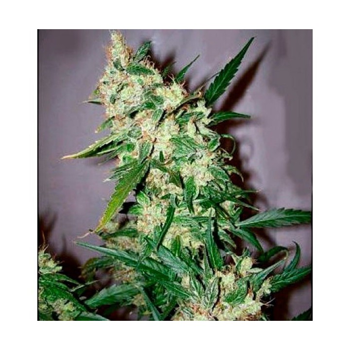 Afghan Skunk X Afghan HazeMr. Nice Regular de Mr. Nice