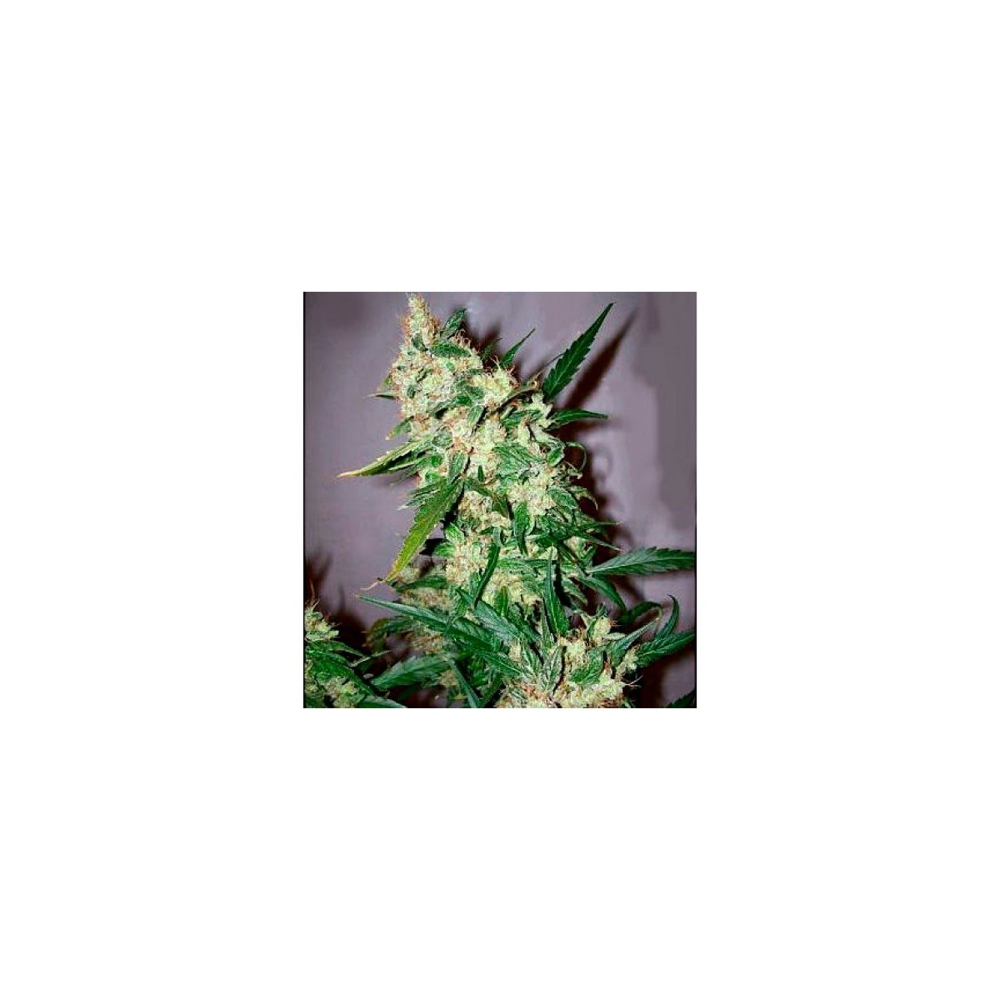 Afghan Skunk X Afghan HazeMr. Nice Regular de Mr. Nice
