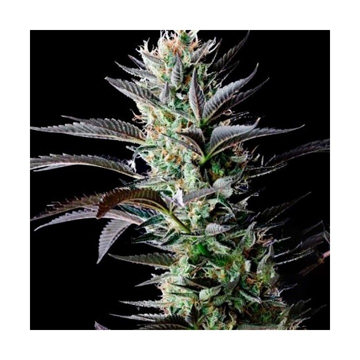 Afghan SkunkMr. Nice Regular de Mr. Nice