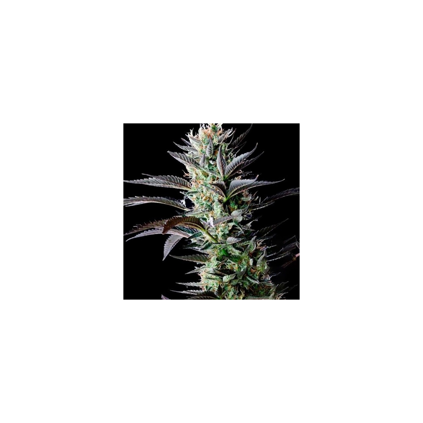 Afghan SkunkMr. Nice Regular de Mr. Nice
