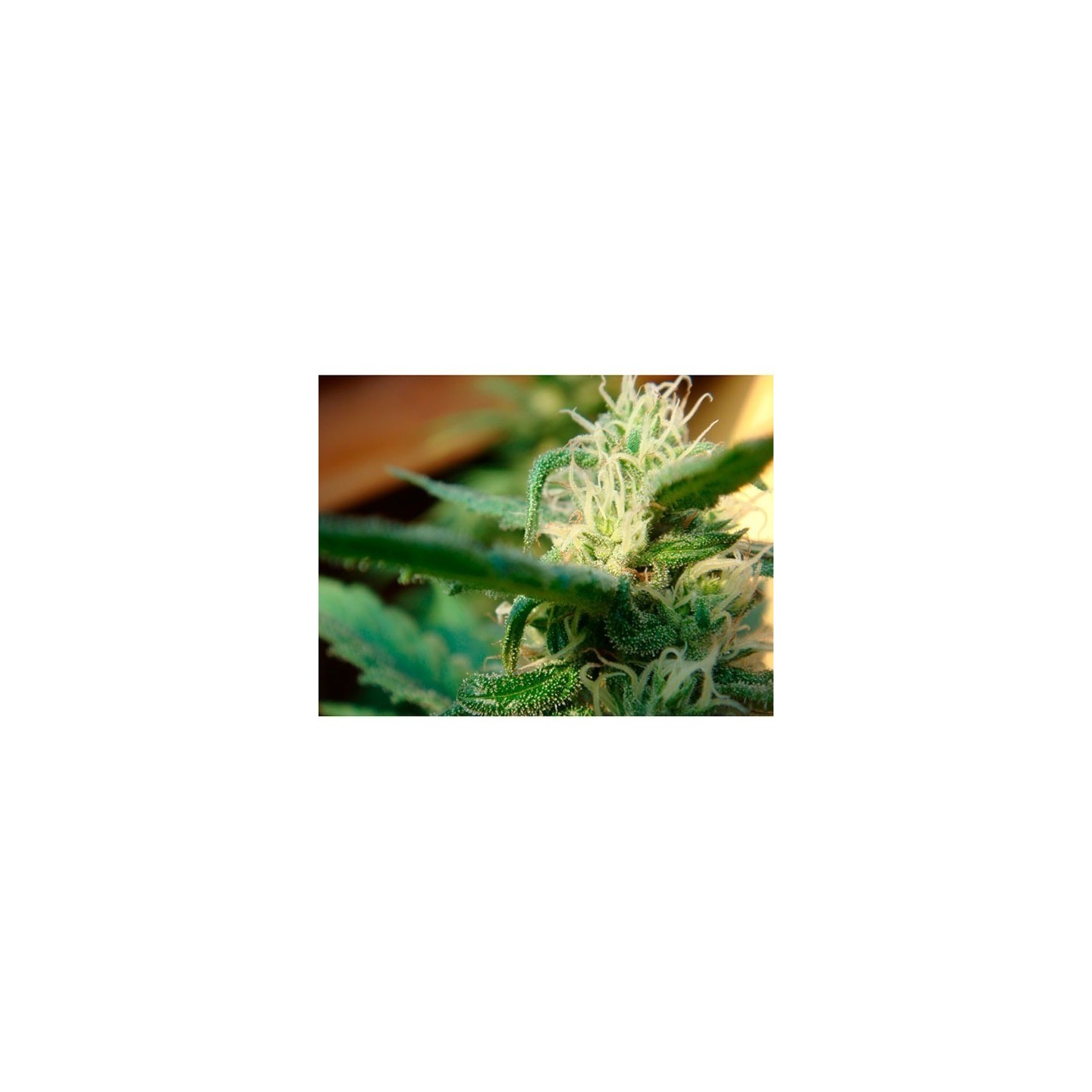 Angel Breathe (Mango Haze X Afghan Haze) Regular de Mr. Nice