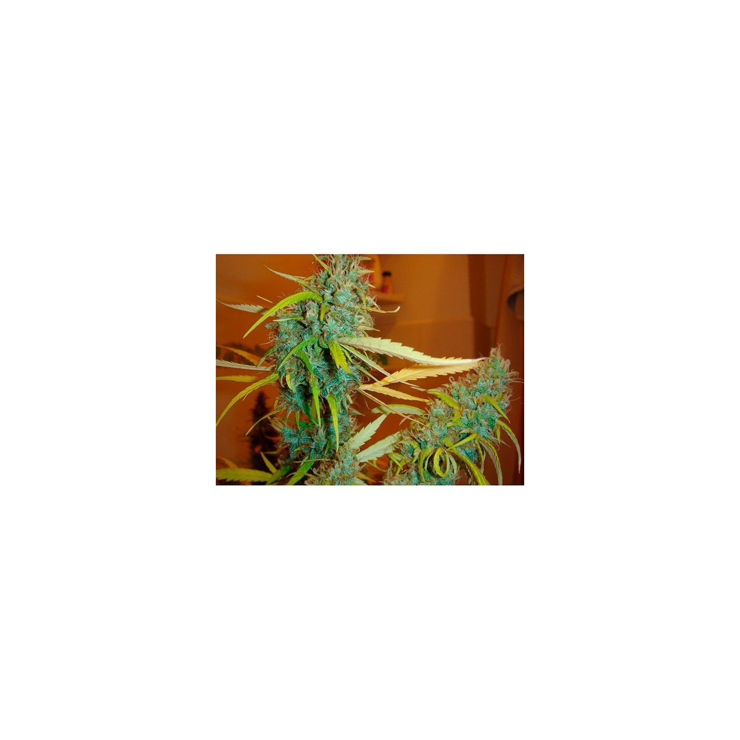 Angel Heart (Mango Haze X Afghan Skunk) Regular de Mr. Nice