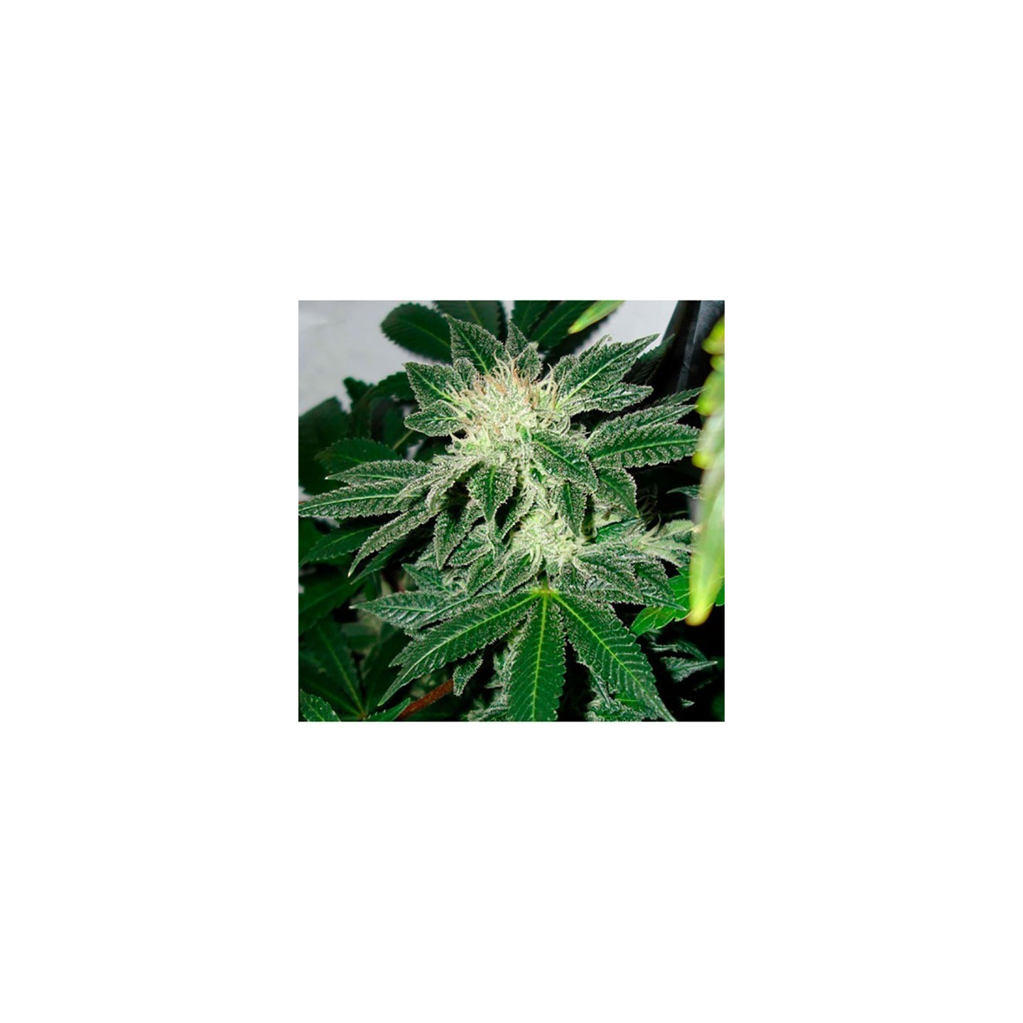 Black Widow Regular de Mr. Nice