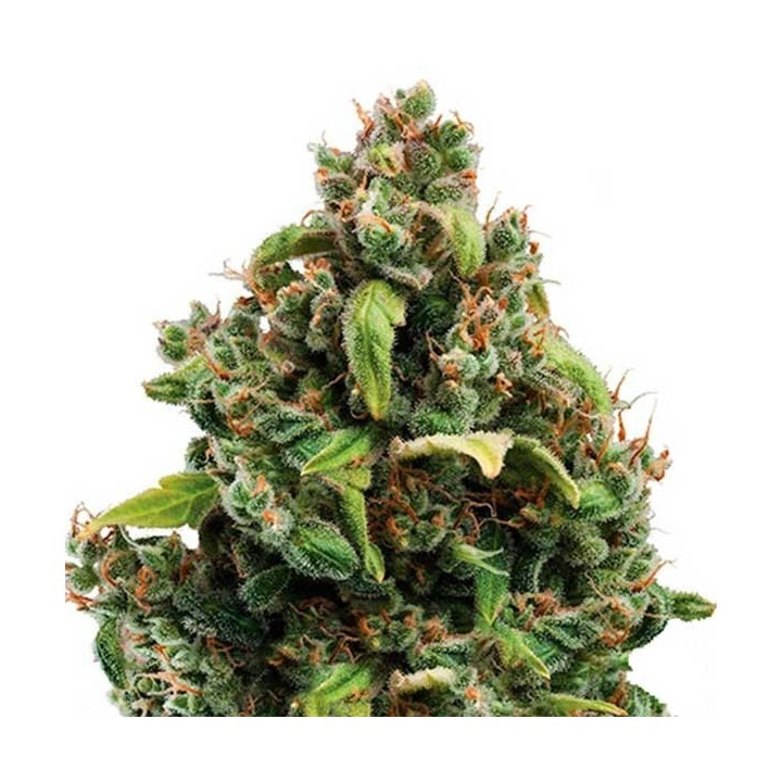 Candy Kush Express-Fast Feminizada de Royal Queen