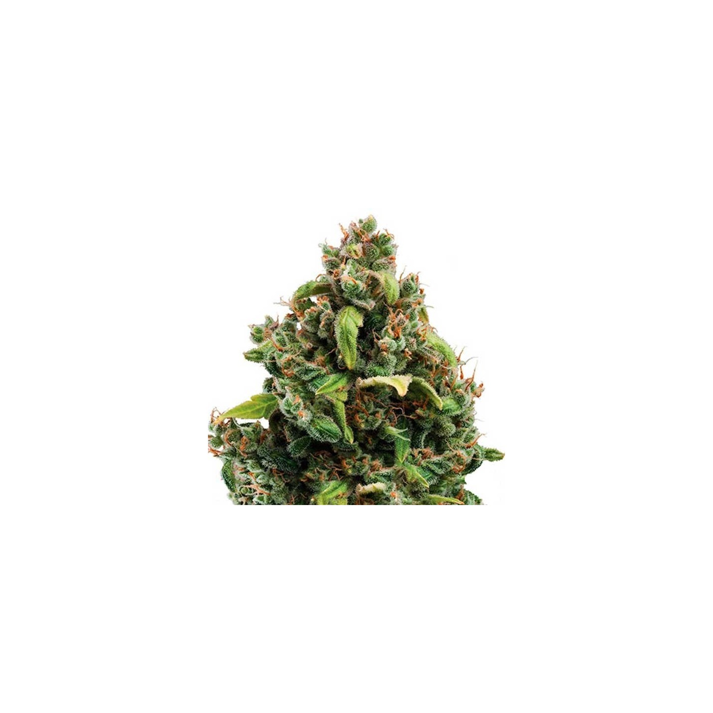 Candy Kush Express-Fast Feminizada de Royal Queen