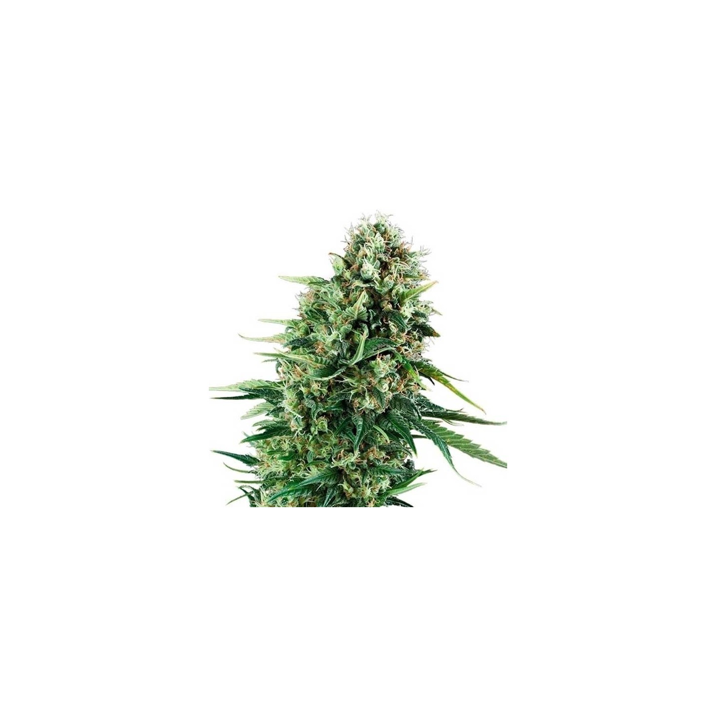 Chocolate Haze Feminizada de Royal Queen