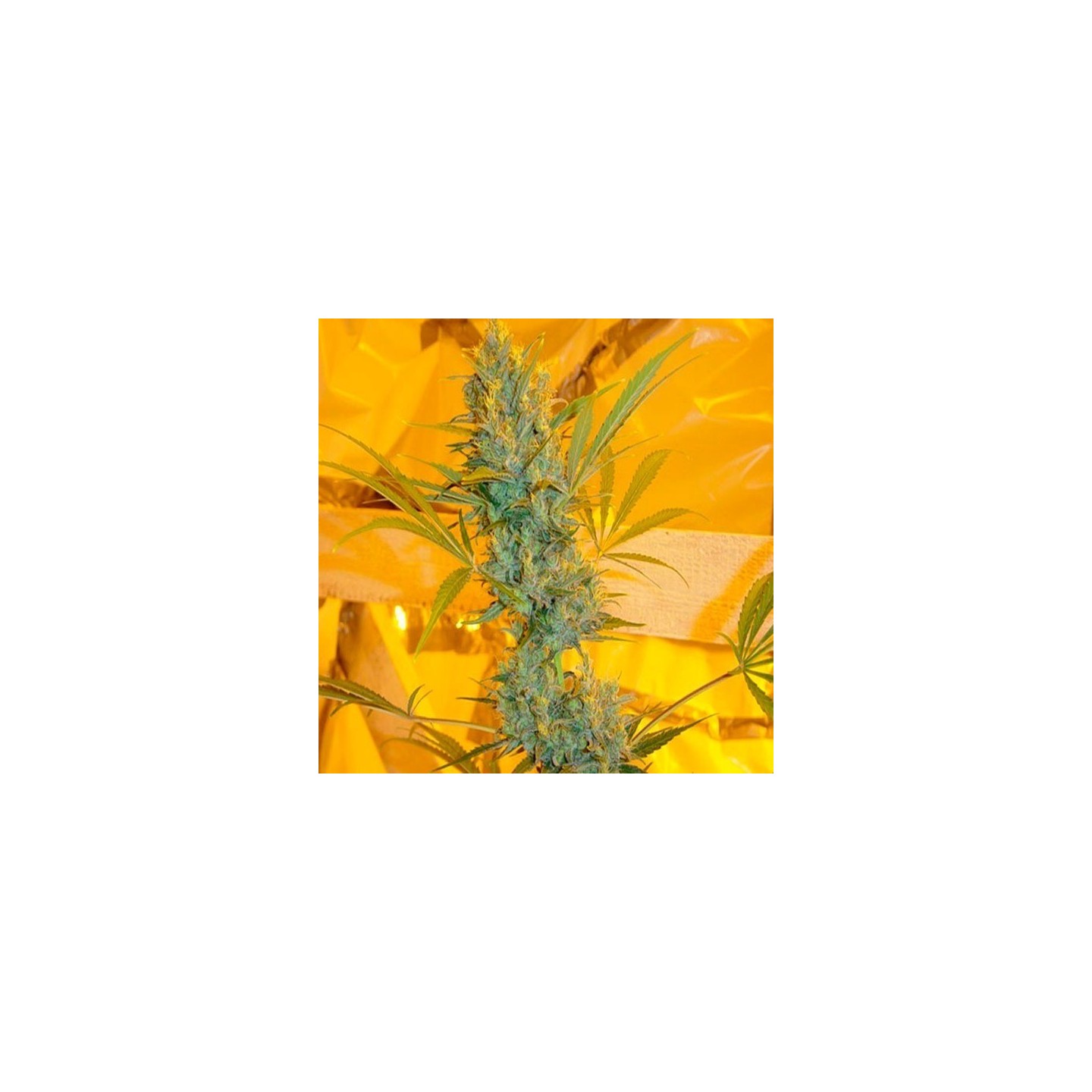 Critical Haze Regular de Mr. Nice