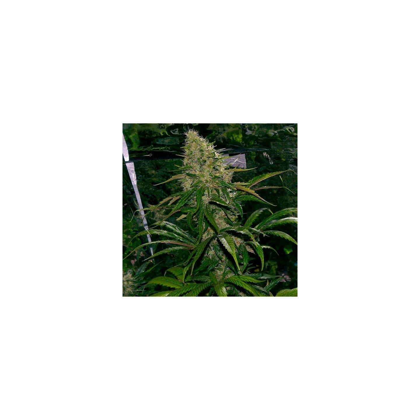 Critical Mass Regular de Mr. Nice