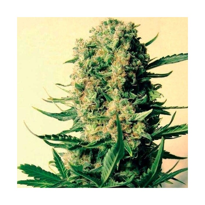 Critical Skunk Mr. Nice Regular de Mr. Nice
