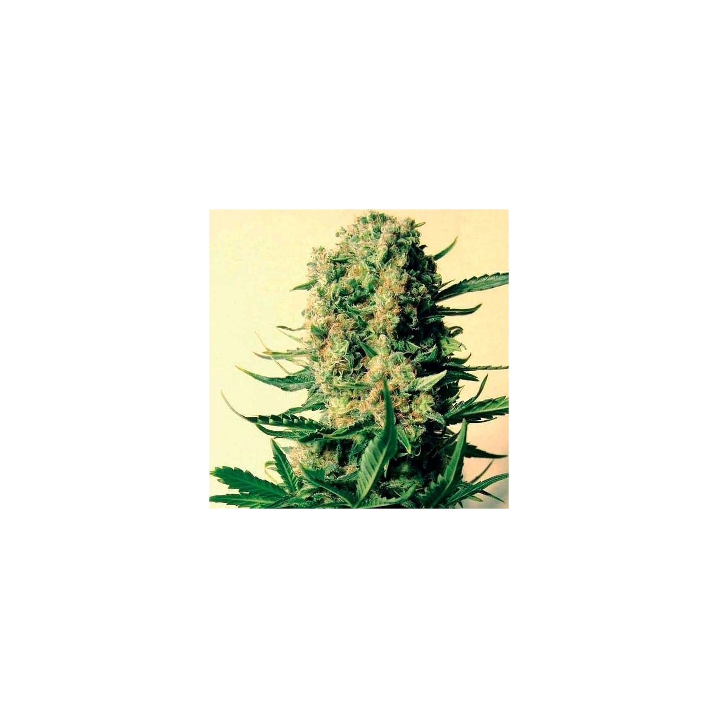 Critical Skunk Mr. Nice Regular de Mr. Nice