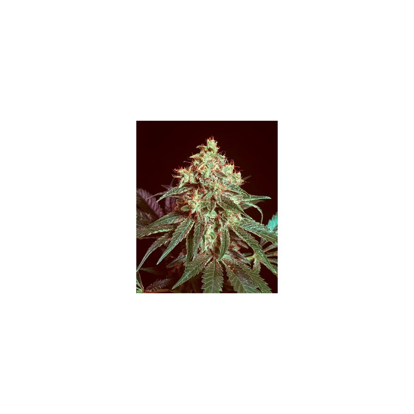 Devil Regular de Mr. Nice
