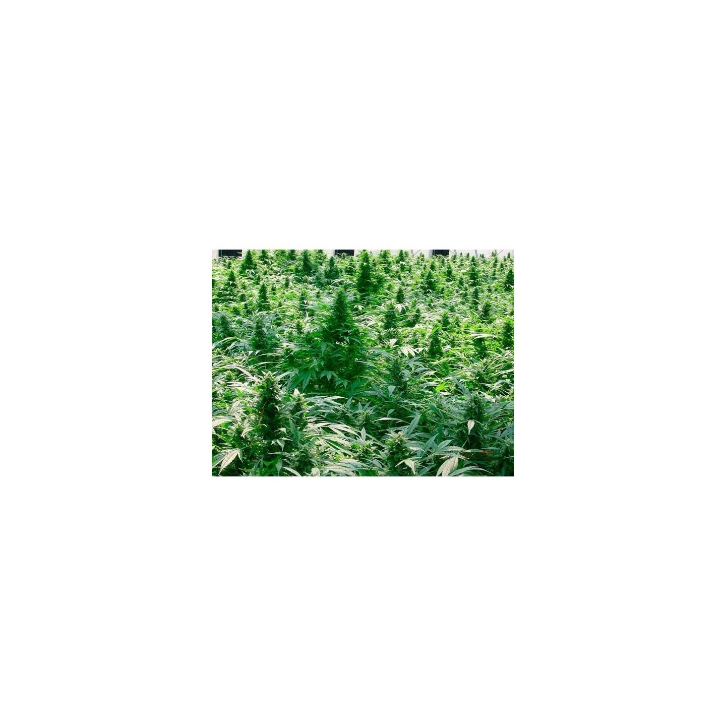 Dreamtime Regular de Mr. Nice