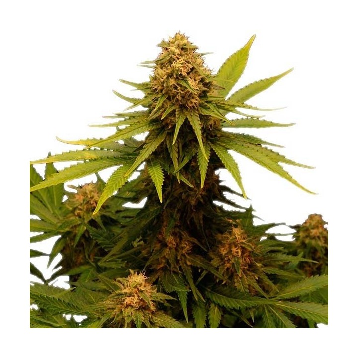 Critical Feminizada de Royal Queen