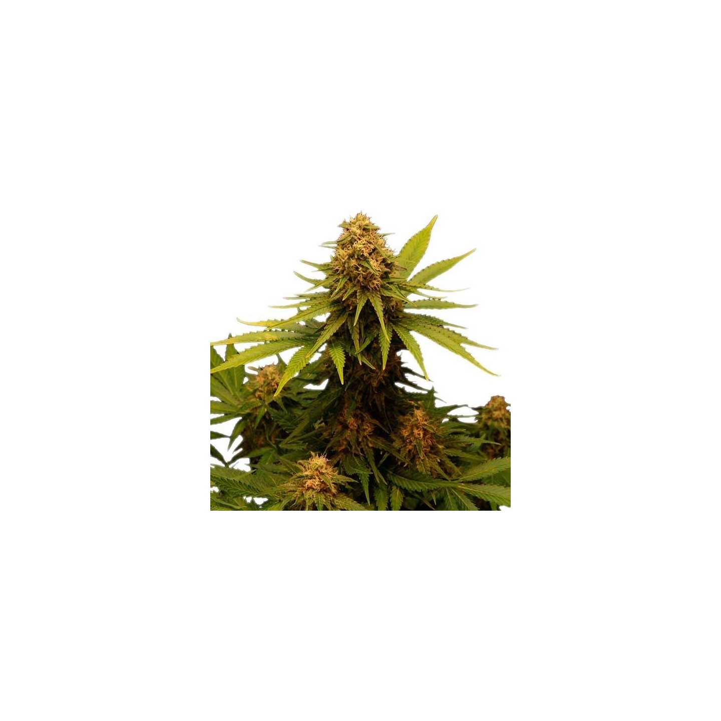 Critical Feminizada de Royal Queen