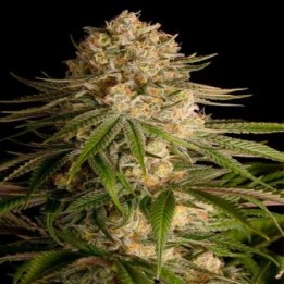 Critical Kush Feminizada de Royal Queen