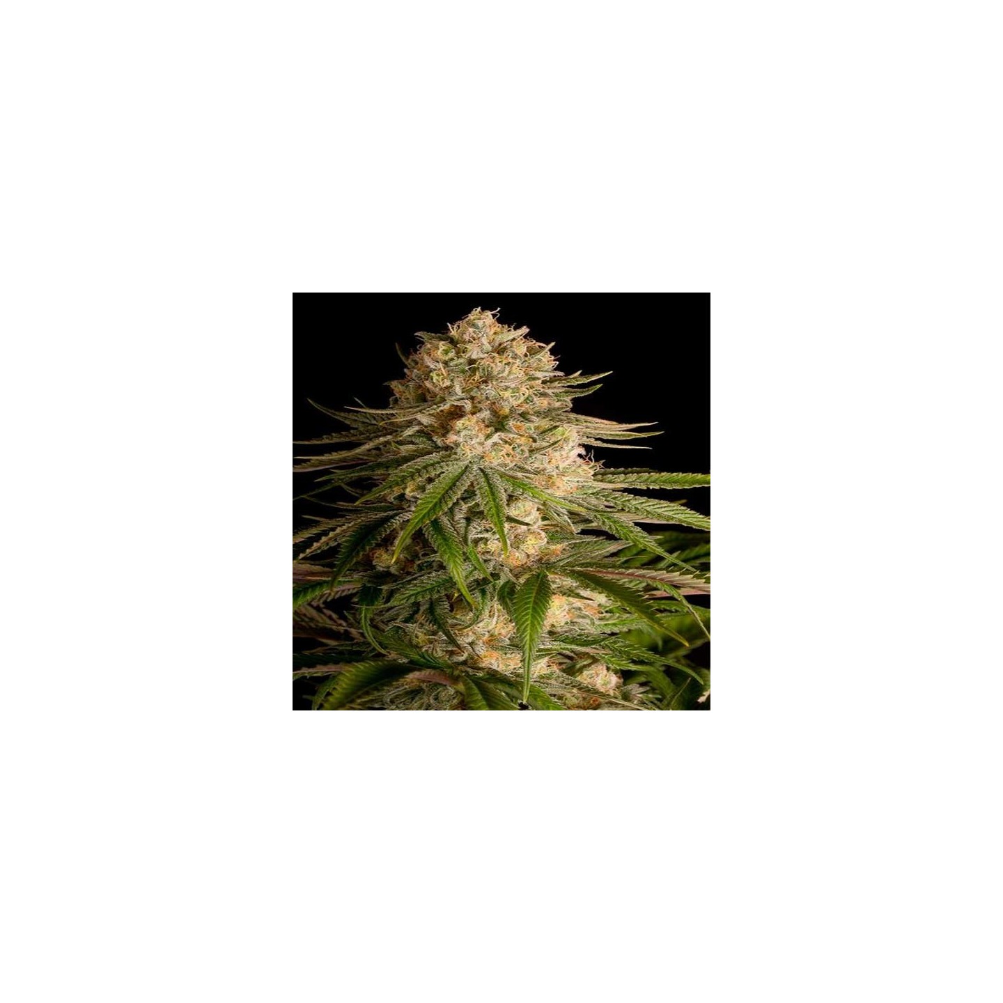 Critical Kush Feminizada de Royal Queen