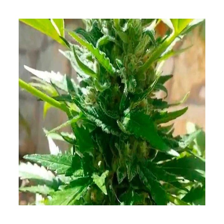 Diesel Autofloreciente Feminizada de Royal Queen