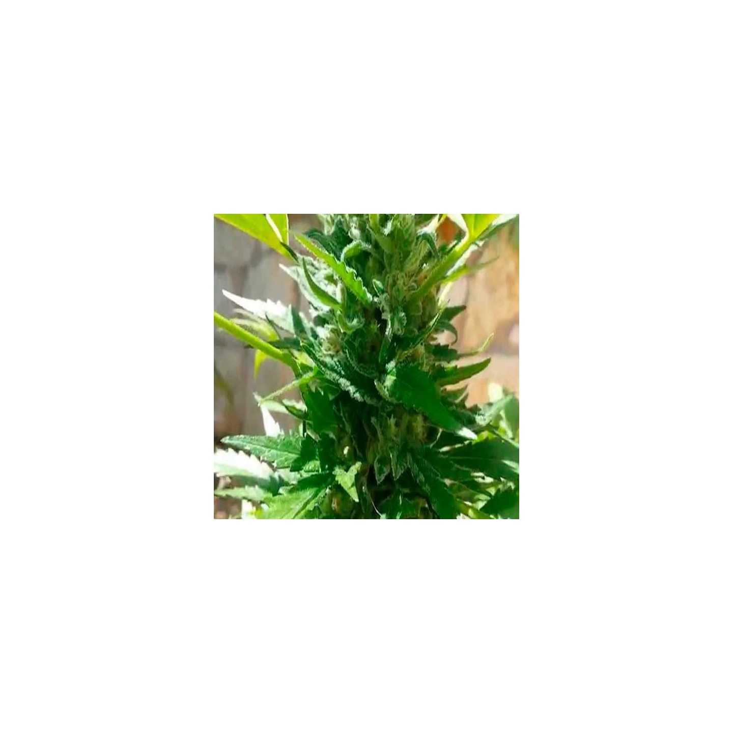 Diesel Autofloreciente Feminizada de Royal Queen