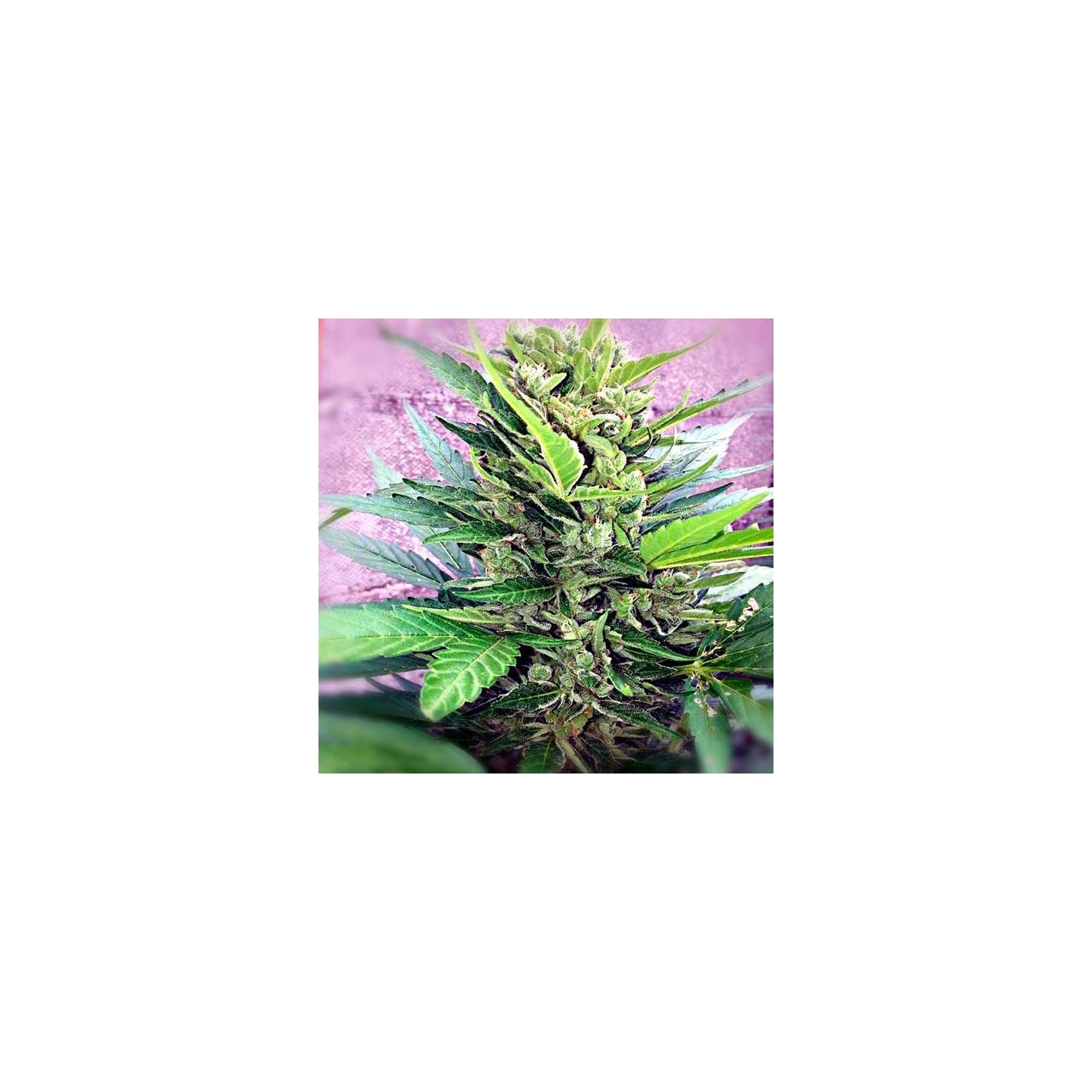 Easy Bud Feminizada de Royal Queen