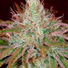 Euphoria Feminizada de Royal Queen