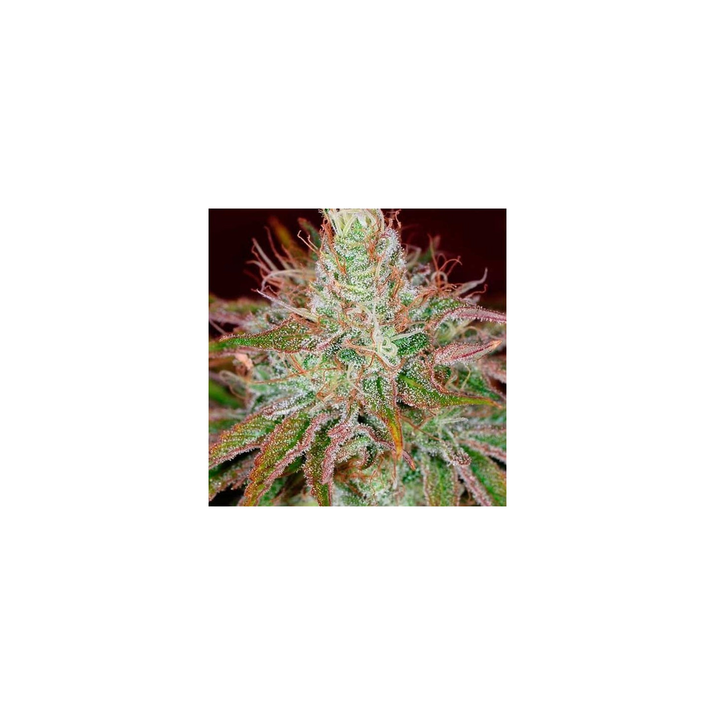 Euphoria Feminizada de Royal Queen