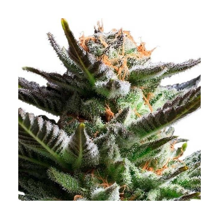 Fruit Spirit Feminizada de Royal Queen