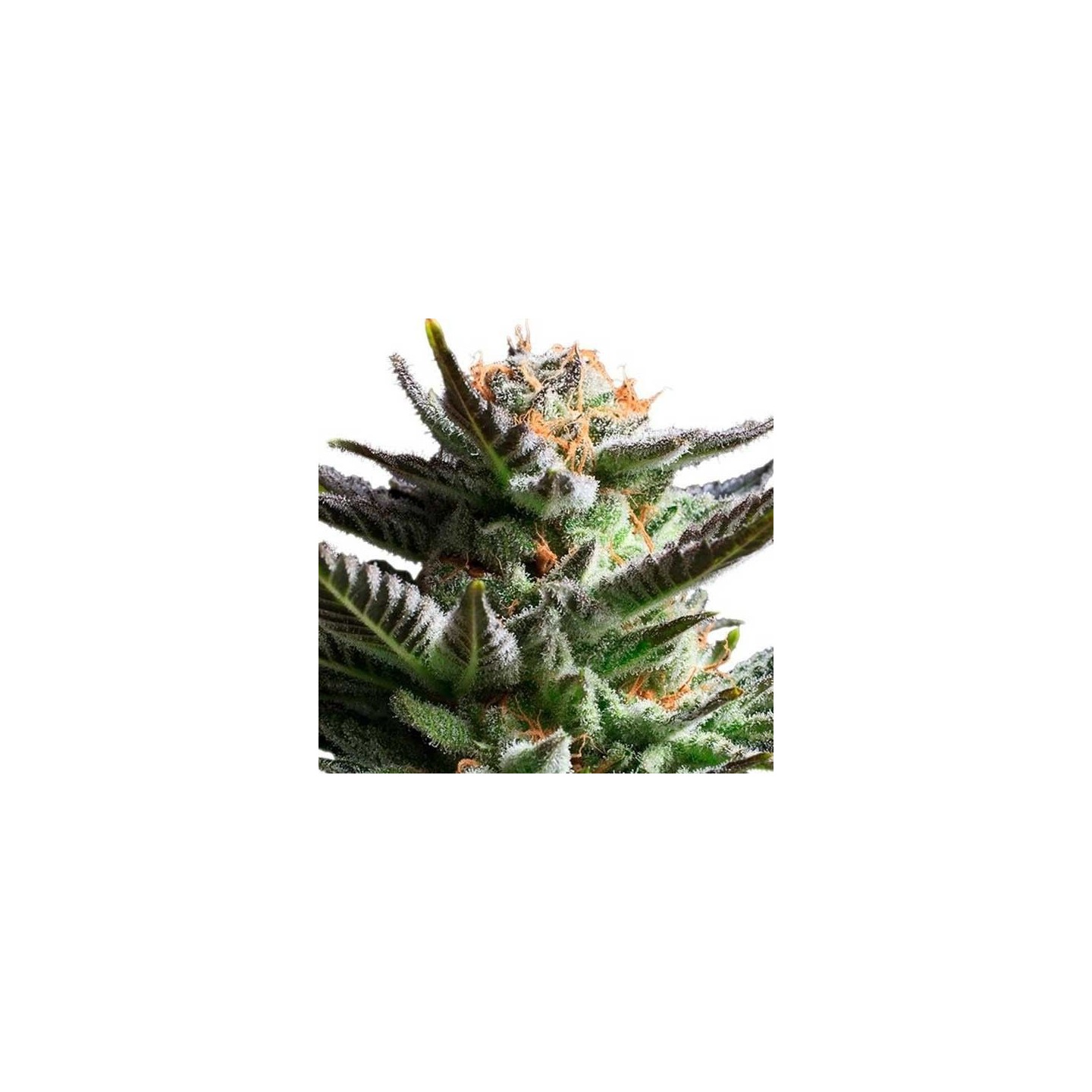 Fruit Spirit Feminizada de Royal Queen