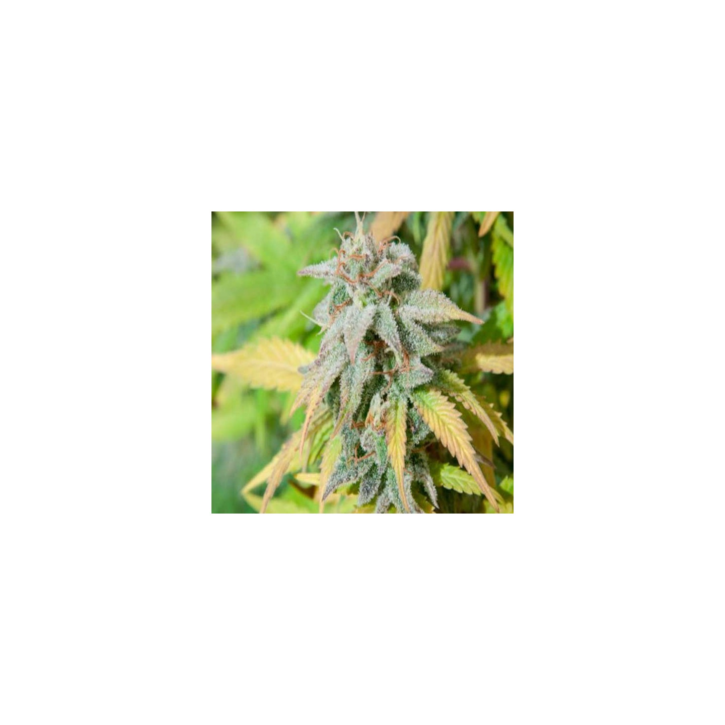 Haze Berry Feminizada de Royal Queen