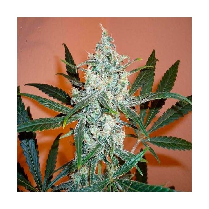 Lemon Shinning Silver Haze Feminizada de Royal Queen