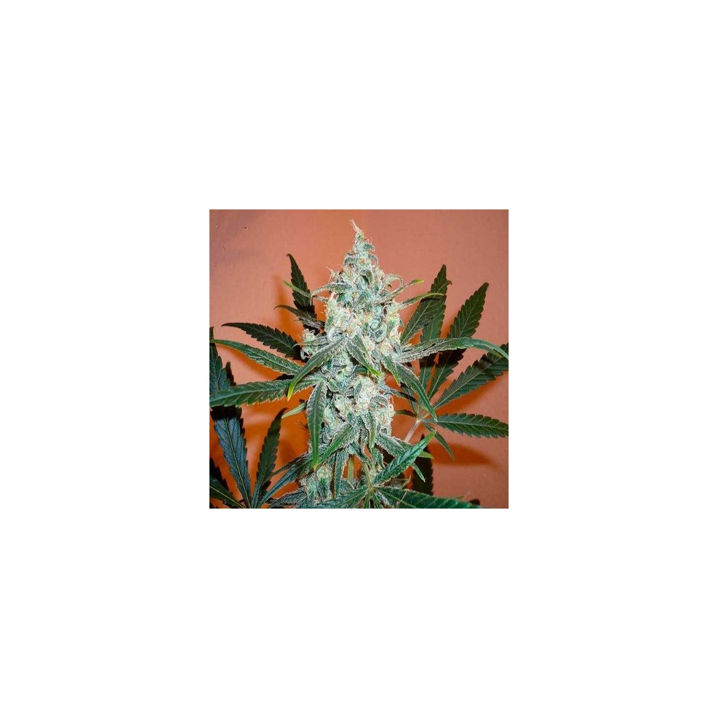 Lemon Shinning Silver Haze Feminizada de Royal Queen