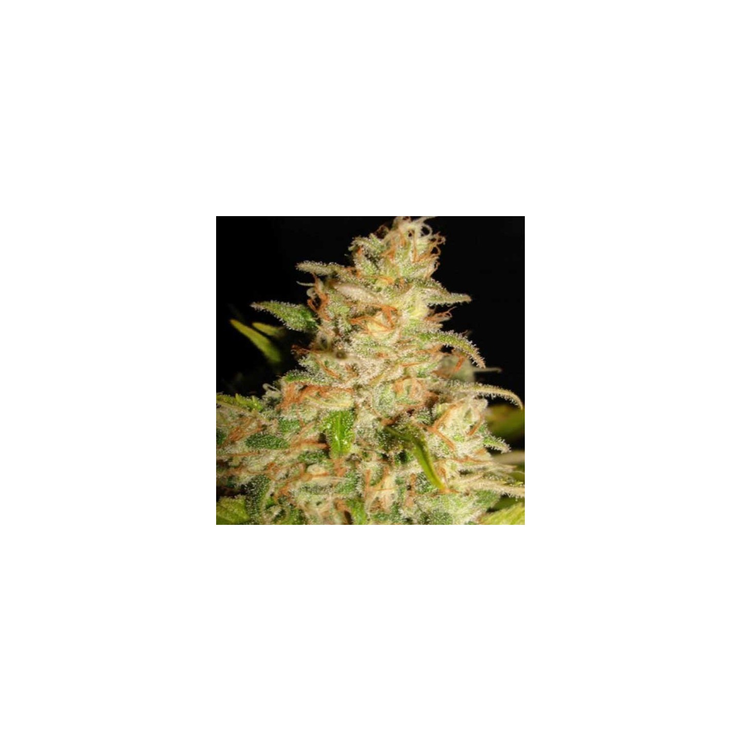 Northern Light Feminizada de Royal Queen